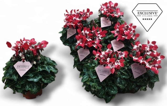 <h4>Cyclamen Exclusive® Djix Rood</h4>