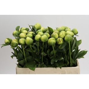 Paeonia Lemon Chiffon