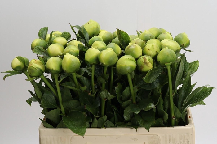 <h4>Paeonia Lemon Chiffon</h4>