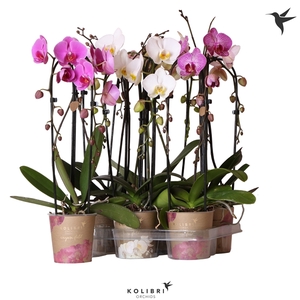 Kolibri Orchids Cascade Niagara fall mix 2spike