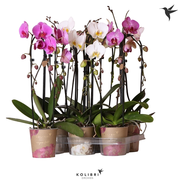 <h4>Kolibri Orchids Cascade Niagara fall mix 2spike</h4>