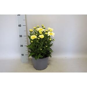 vaste planten 19 cm  Leucanthemum Banana Cream