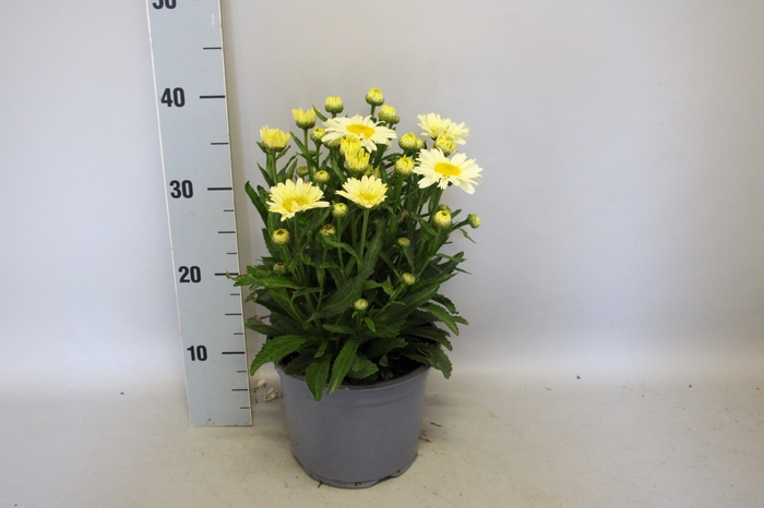 <h4>vaste planten 19 cm  Leucanthemum Banana Cream</h4>