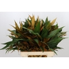 Grevillea baileyana Gold