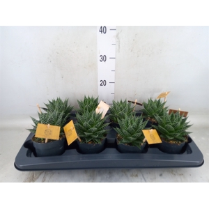 xGasteraloe  'Aurora'