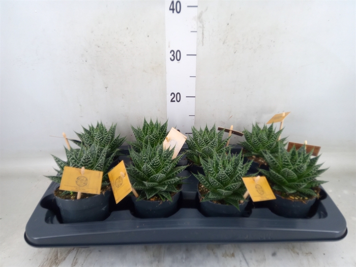<h4>xGasteraloe  'Aurora'</h4>