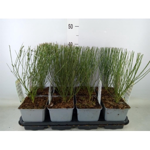 Cytisus praecox   ...