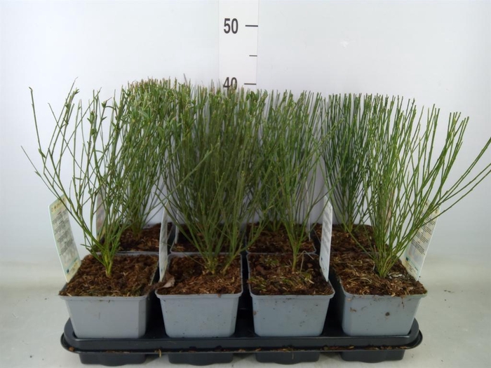 <h4>Cytisus praecox   ...</h4>