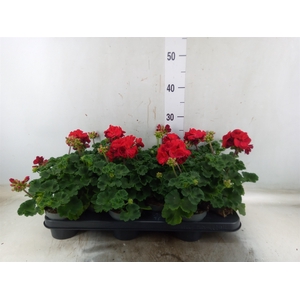 Pelargonium zona. 'Savan Red'