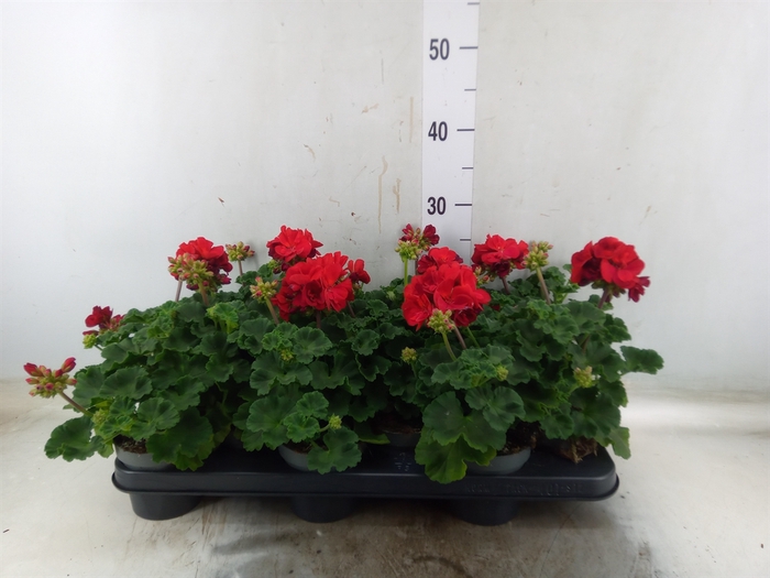 <h4>Pelargonium zona. 'Savan Red'</h4>