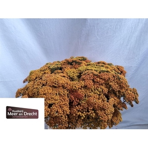 Achillea M Walther Funcke