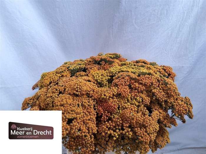 <h4>Achillea M Walther Funcke</h4>