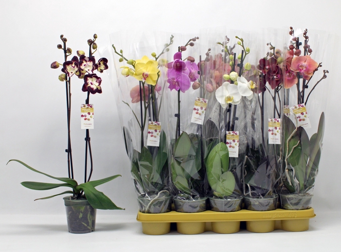 <h4>PHAL GEM 10 KL</h4>