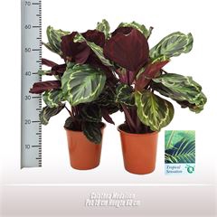 <h4>Calathea Medallion</h4>