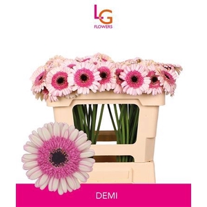 GE MI DEMI