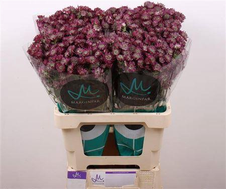 <h4>Astr Star Of Desire</h4>