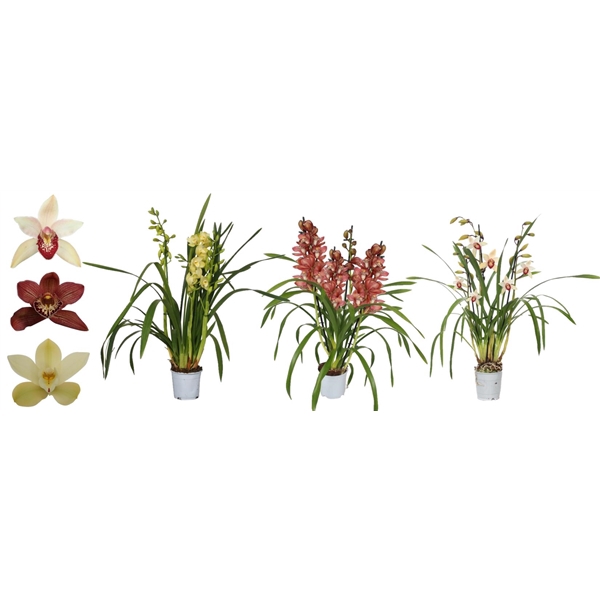 <h4>Cymbidium, Mix 3-tak</h4>