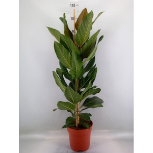 Ficus benghalensis 'Joy'