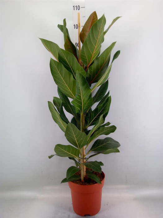 <h4>Ficus benghalensis 'Joy'</h4>