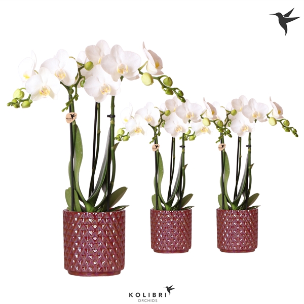 <h4>Kolibri Orchids Phalaenopsis white 3 spike in Diamond Pearl red</h4>