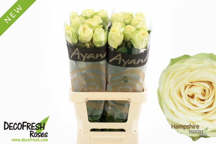 <h4>R Gr Hampshire</h4>