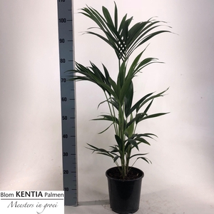 HOWEA FORSTERIANA