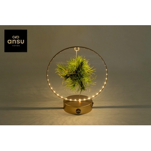 Tillandsia Christmas Edition - GOUD