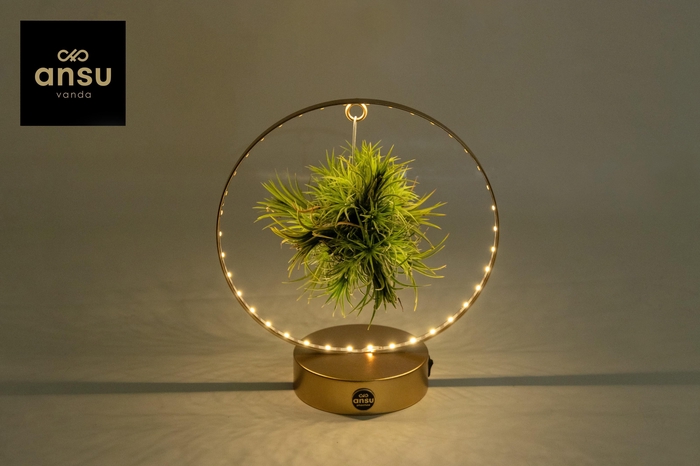 <h4>Tillandsia Christmas Edition - GOUD</h4>