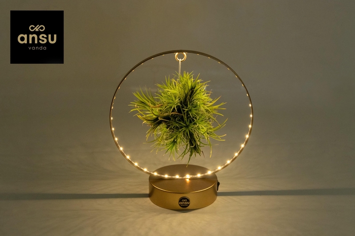 <h4>Tillandsia Christmas Edition - GOUD</h4>