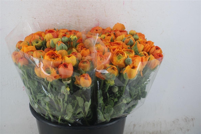 <h4>Ran Elegance Orange</h4>