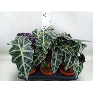 Alocasia amazonica
