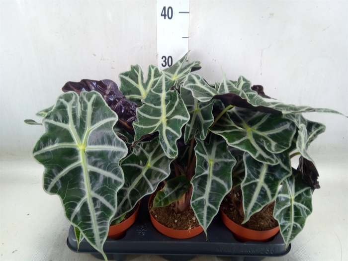 <h4>Alocasia amazonica</h4>