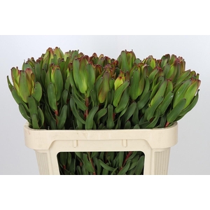 LEUCAD LAUREL YELLOW