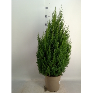 Juniperus chinensis 'Stricta'