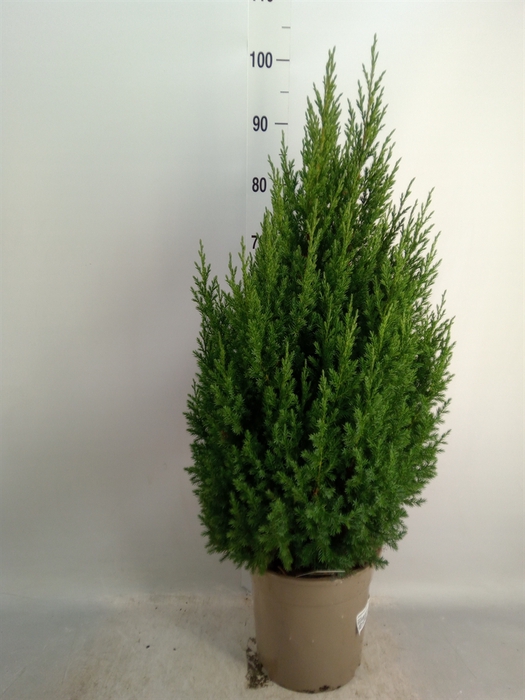 <h4>Juniperus chinensis 'Stricta'</h4>