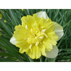 NARCISSUS INCOMPARABILIS