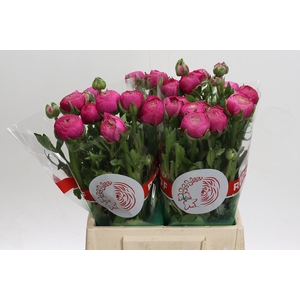 Ranunculus Aazur Deep Rose