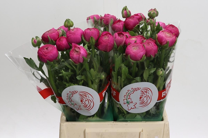 <h4>Ranunculus Aazur Deep Rose</h4>