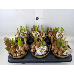 Bolbloemen   ...mix in pot