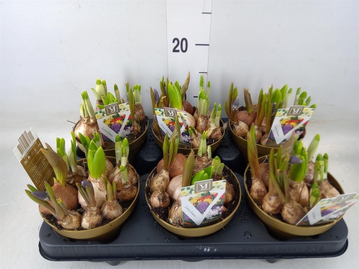 <h4>Bolbloemen   ...mix in pot</h4>