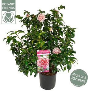 Camellia wil. 'Volunteer' ®