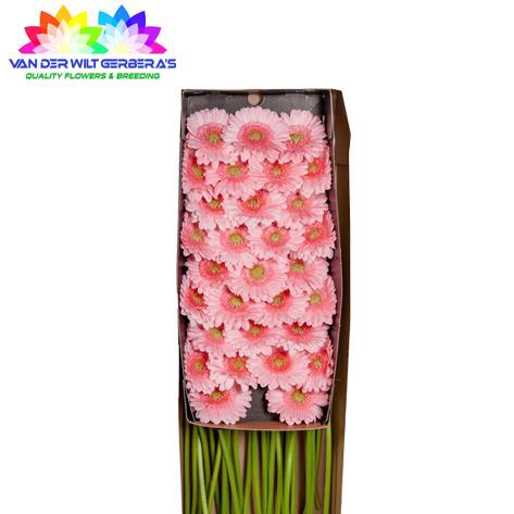 <h4>Germini Pinky Doos</h4>