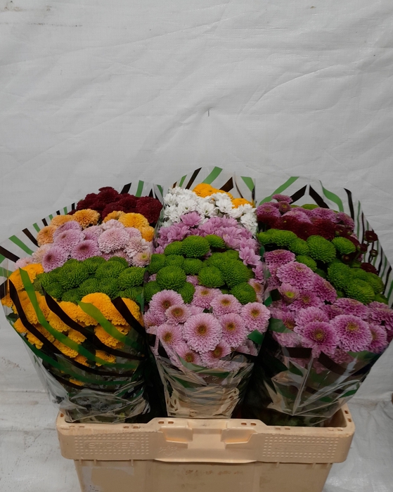 <h4>Chr S Gem Fst</h4>