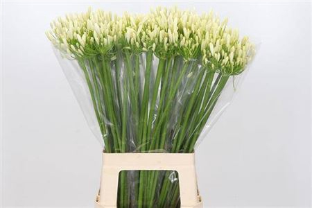 Agapa Eydori White
