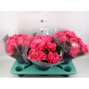Begonia elat. HL 'Belove Rose'