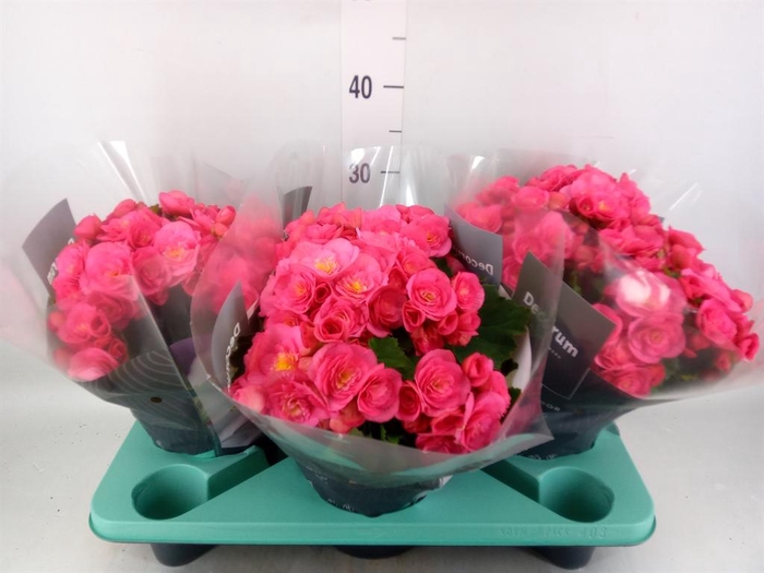 <h4>Begonia elat. HL 'Belove Rose'</h4>