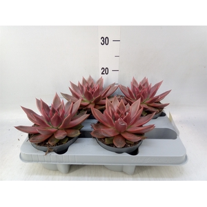 Echeveria   ...