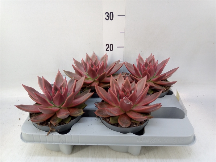 <h4>Echeveria   ...</h4>