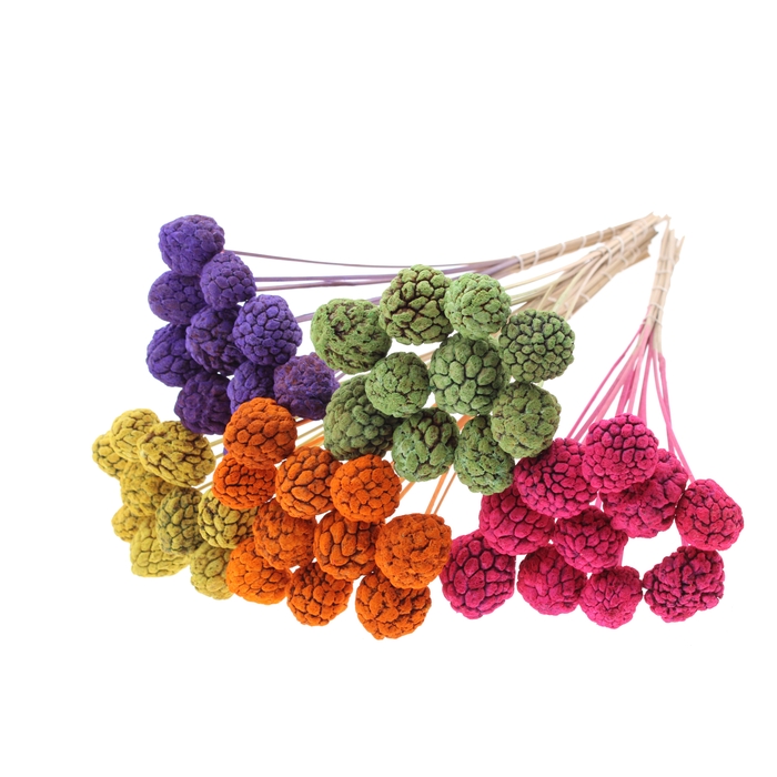 <h4>Atta Fruit on stem Intense Mixed Colours</h4>