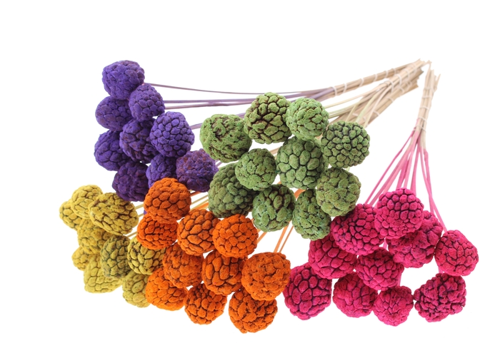 Atta Fruit on stem Intense Mixed Colours